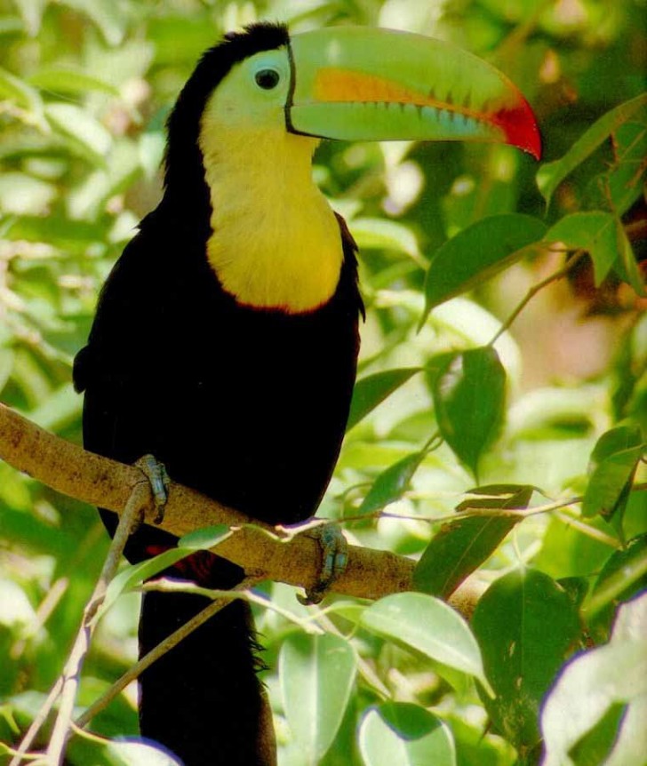 Birds , 6 Toucan Facts For Kids : Toucan Facts For Kids