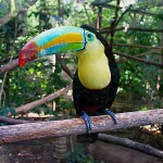  toucans facts photos , 6 Facts About Toucans In Birds Category