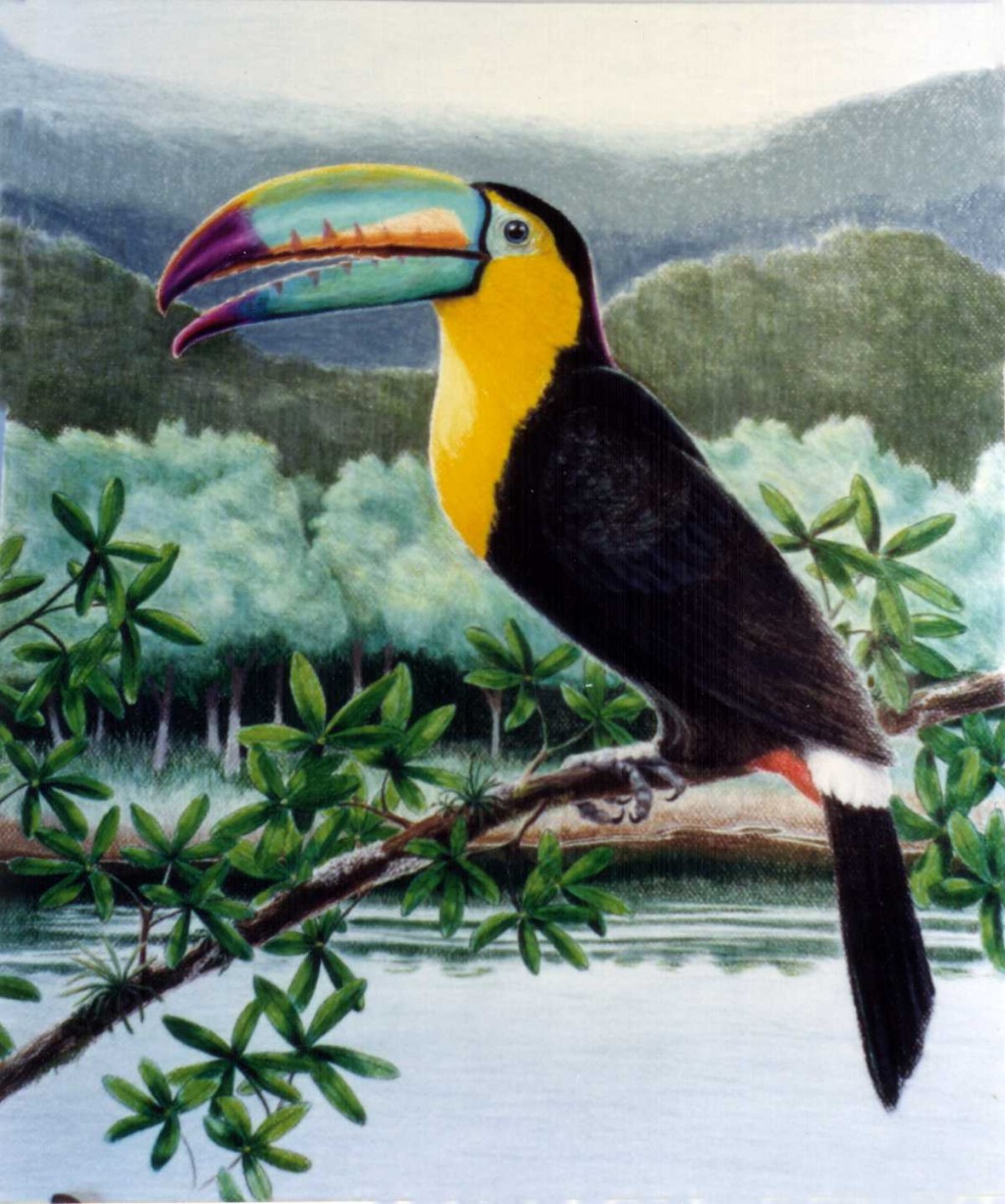  toucans facts photos