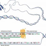 transcription natl human genome research , 6 Transcription Translation Test In Genetics Category