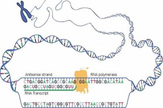 transcription natl human genome research in Cat