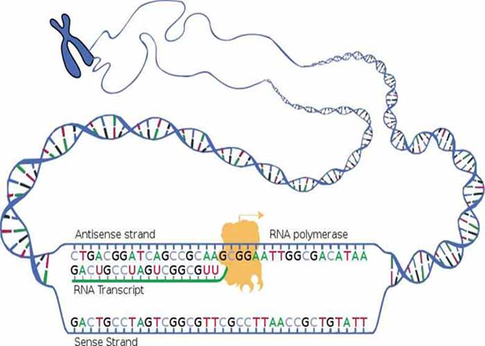 transcription natl human genome research
