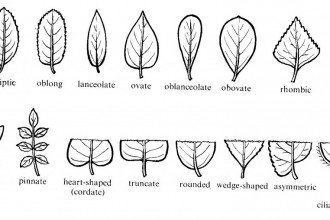 Tree Leaf Shapes , 3 British Tree Leaf Identification Keys In Plants Category