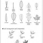 tree leaves identification , 7 Leaf Tree Id Key Review In Plants Category