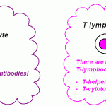 types lymphocytes , 6 Pictures Of Two Types Lymphocytes In Cell Category