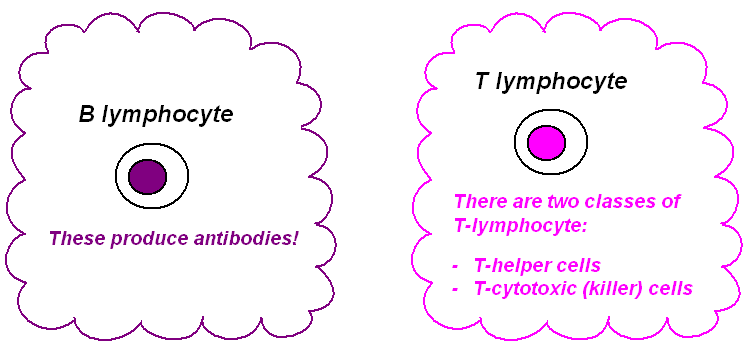 types lymphocytes
