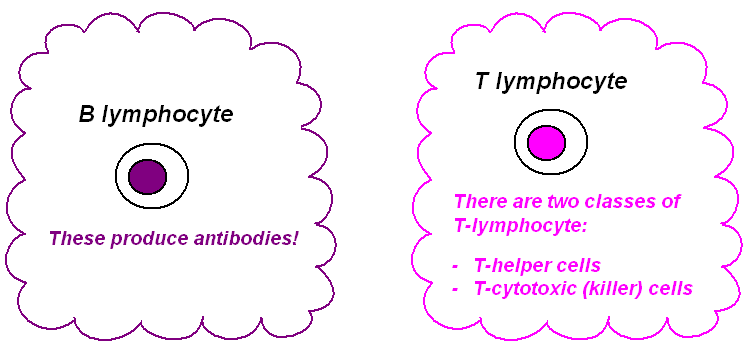 6 Pictures Of Two Types Lymphocytes Biological Science Picture 