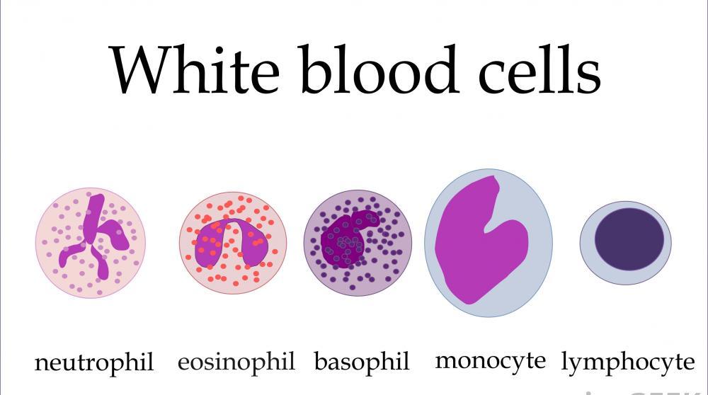 types of white blood cells