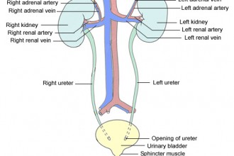 urinary system in Skeleton