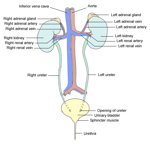 Organ , 5 Urinary System Pictures : Urinary System