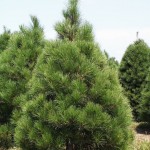 xmas pine tree , 5 Pine Tree Photos In Plants Category