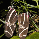 zebra longwing butterfly mating photo , 8 Photos Of Zebra Longwing Butterfly Mating In Butterfly Category