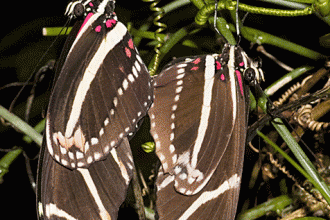 Zebra Longwing Butterfly Mating Photo , 8 Photos Of Zebra Longwing Butterfly Mating In Butterfly Category