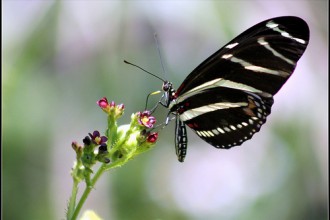 Zebra Longwings Flight Path , 4 Zebra Longwing Butterfly Flight Pictures In Butterfly Category