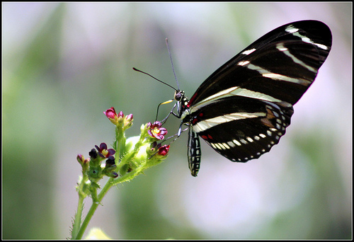 Butterfly , 4 Zebra Longwing Butterfly Flight Pictures : Zebra Longwings Flight Path