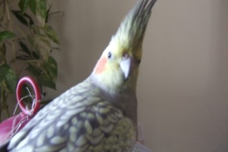 About Cockatiels , 7 Nice Types Of Cockatiels In Birds Category