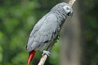 African Grey Parrot Bird , 7 Good African Grey Parrot Facts In Birds Category