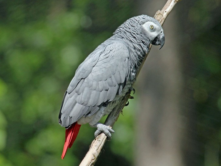 Birds , 7 Good African Grey Parrot Facts : African Grey Parrot Bird