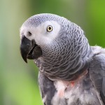 African Grey Parrot Facts , 7 Good African Grey Parrot Facts In Birds Category