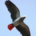 African Grey Parrot Facts Images , 7 Good African Grey Parrot Facts In Birds Category