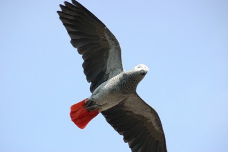 African Grey Parrot Facts Images in Birds