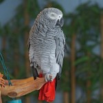 African Grey Parrot , 7 Good African Grey Parrot Facts In Birds Category