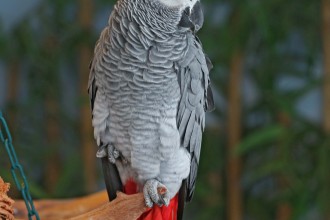 African Grey Parrot , 7 Good African Grey Parrot Facts In Birds Category