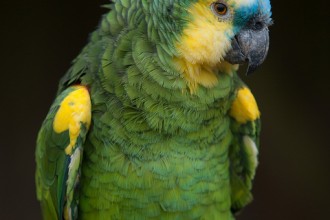 Amazon Parrot , 8 Nice Blue Fronted Amazon Parrot In Birds Category