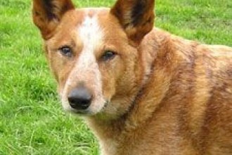 Australian Cattle , 6 Cool Australian Cattle Dog Pictures In Dog Category