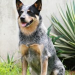 Australian Cattle Dog Breed , 6 Cool Australian Cattle Dog Pictures In Dog Category