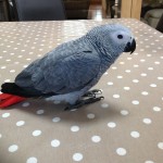 Baby African Grey Parrot , 7 Cute Baby African Grey Parrot In Birds Category