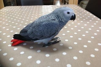 Baby African Grey Parrot , 7 Cute Baby African Grey Parrot In Birds Category