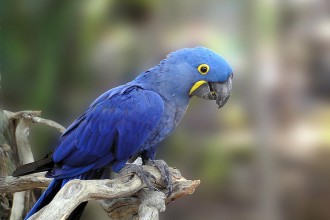 Baby Blue Macaw in Birds