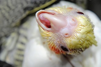 Baby Cockatiel in Reptiles
