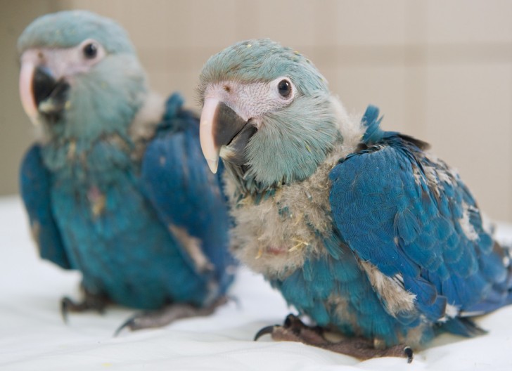 Birds , 7 Lovely Glaucous Macaw : Baby Glaucous Macaw