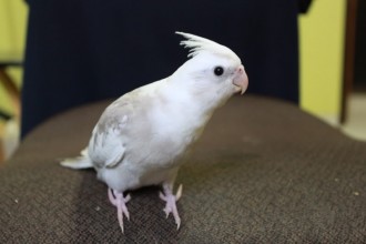 Baby Whiteface Cockatiels , 7 Nice Cockatiel Prices In Birds Category