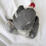 Baby african grey parrot , 7 Cute Baby African Grey Parrot In Birds Category