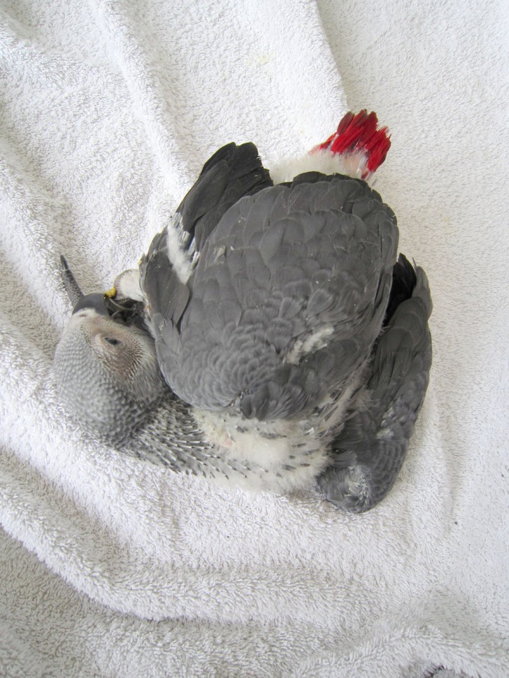 Birds , 7 Cute Baby African Grey Parrot : Baby African Grey Parrot