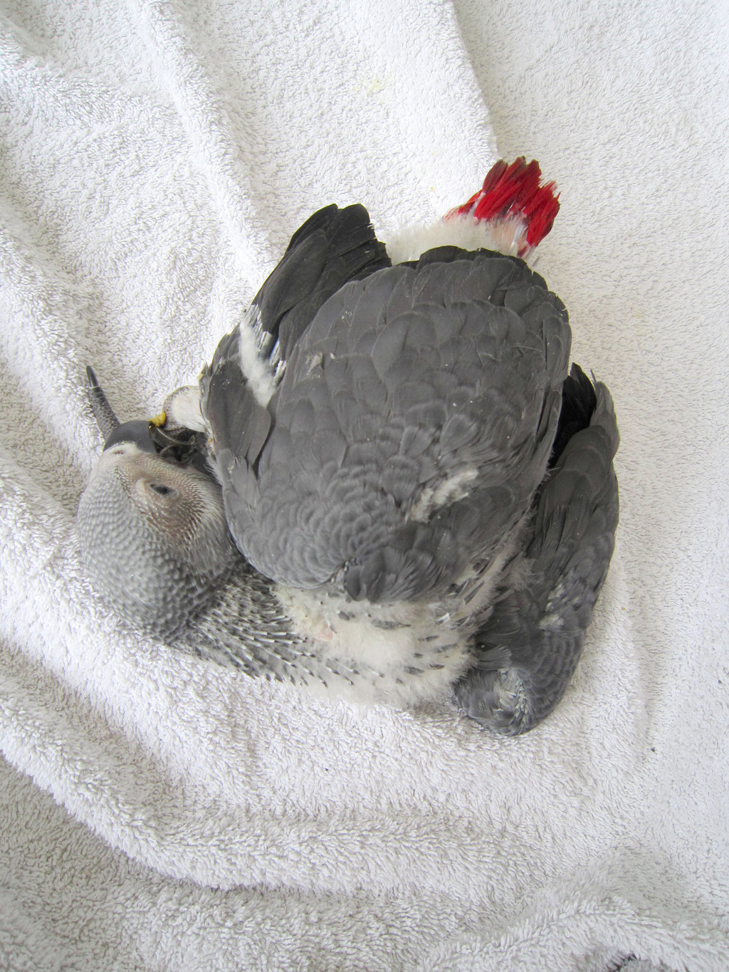 Baby african grey parrot