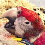 Baby macaw , 6 Cute Baby Macaws In Birds Category