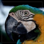Beautiful Blue and Gold Macaw , 8 Beautiful Blue And Gold Macaw Facts In Birds Category
