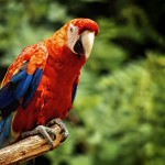Beautiful Macaw Wallpapers , 7 Charming Blue Macaw Facts In Birds Category