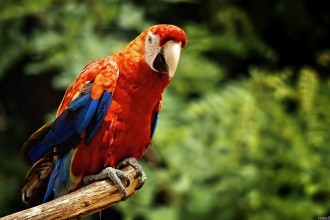 Beautiful Macaw Wallpapers , 7 Charming Blue Macaw Facts In Birds Category