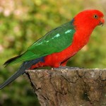 Beautiful Parrot , 7 Unique Quaker Parrot Talking In Birds Category