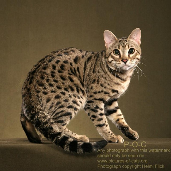 Cat , 7 Charming Pictures Of Bengal Cats : Bengal Cat RAVI