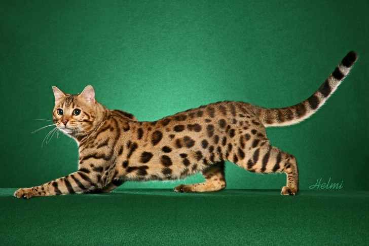 Cat , 7 Charming Pictures Of Bengal Cats : Bengal Cat