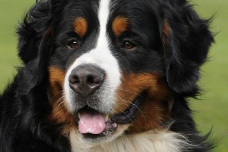 Bernese Mountain Dogs in Cell