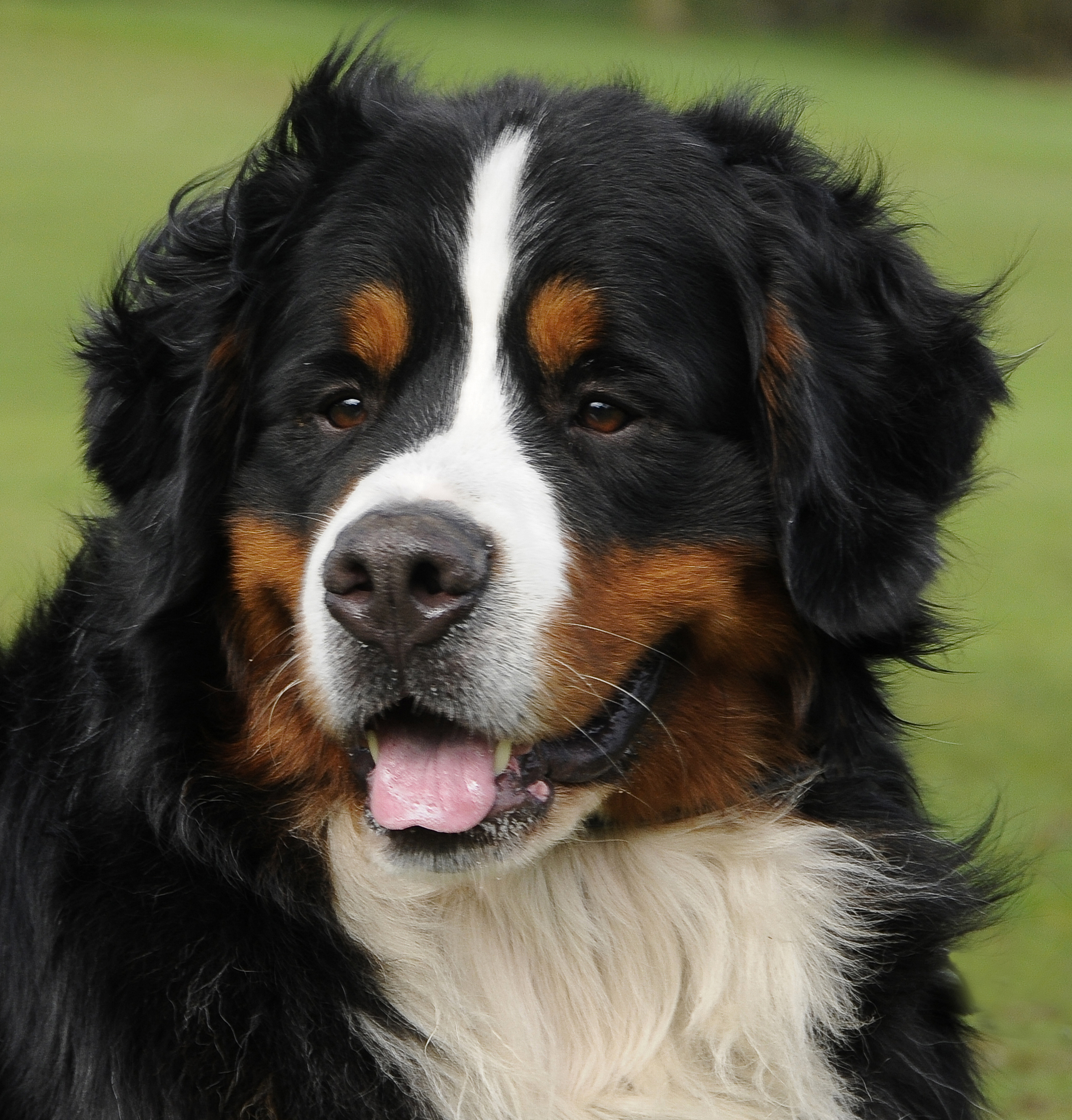 Bernese Mountain Dogs Biological Science Picture