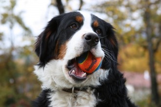 Bernese Dog , 7 Charming Bernese Mountain Dog Pictures In Dog Category