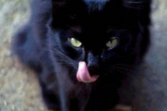 Black Cat Breeds , 6 Fabulous Pictures Of Cat Breeds In Cat Category
